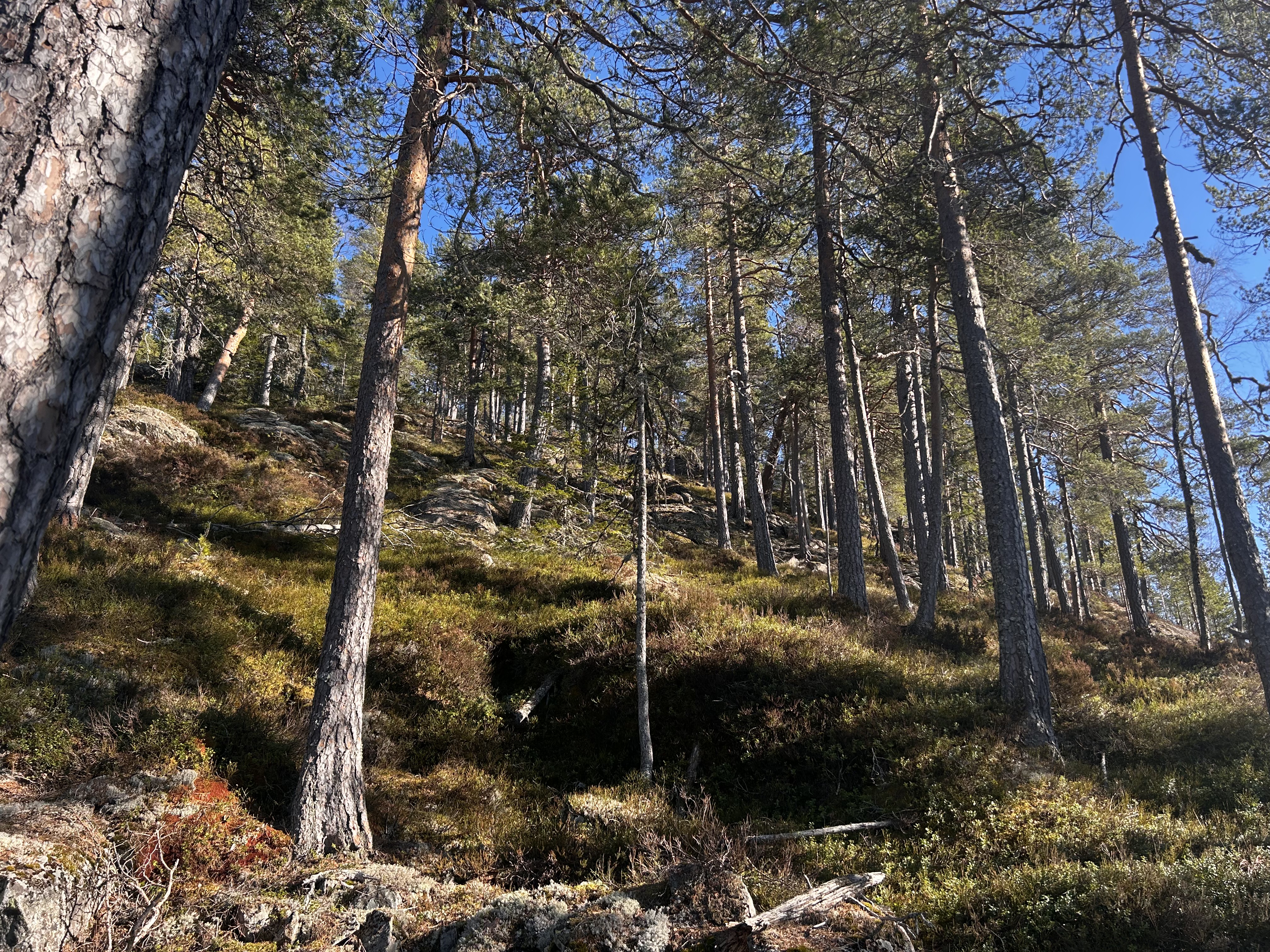 Oppoverbakke mot Kolknuten