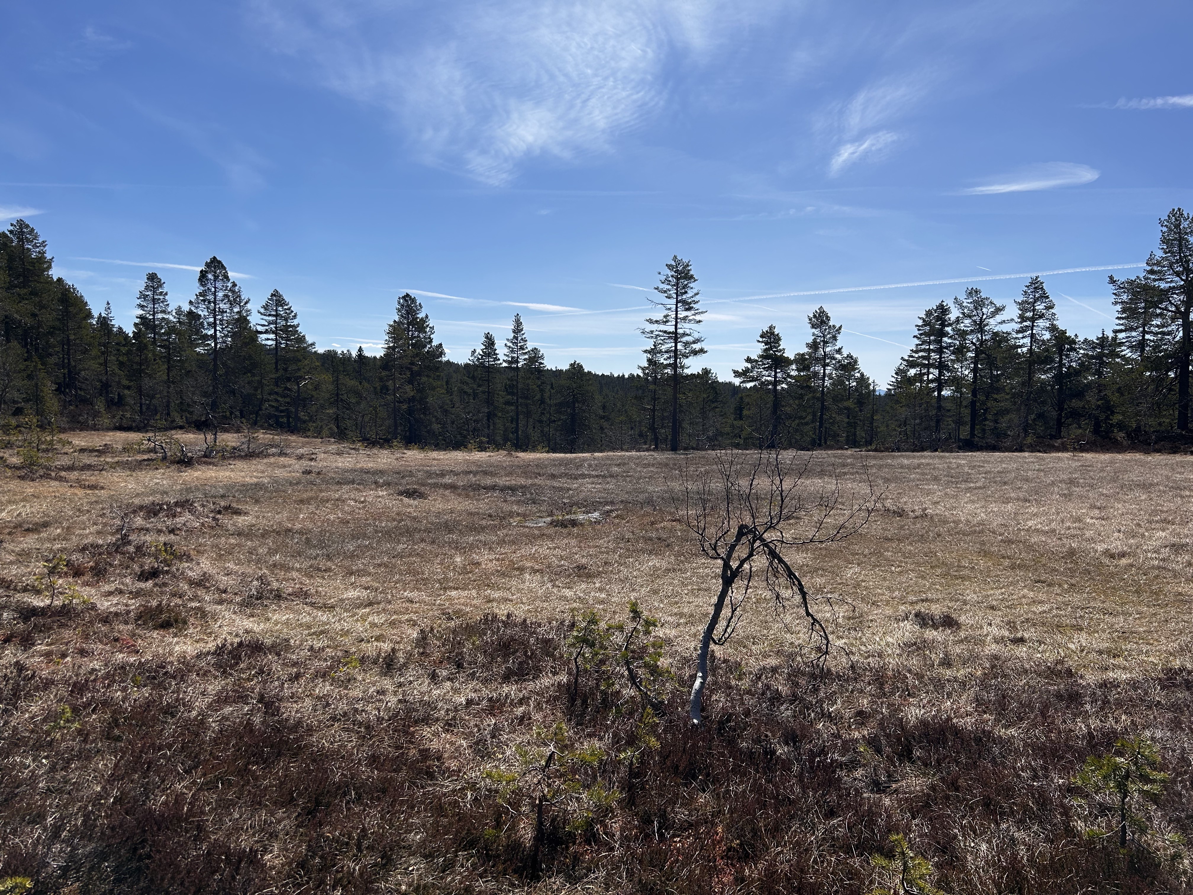 Myra der jeg gikk av stien for å komme bort til punktet.