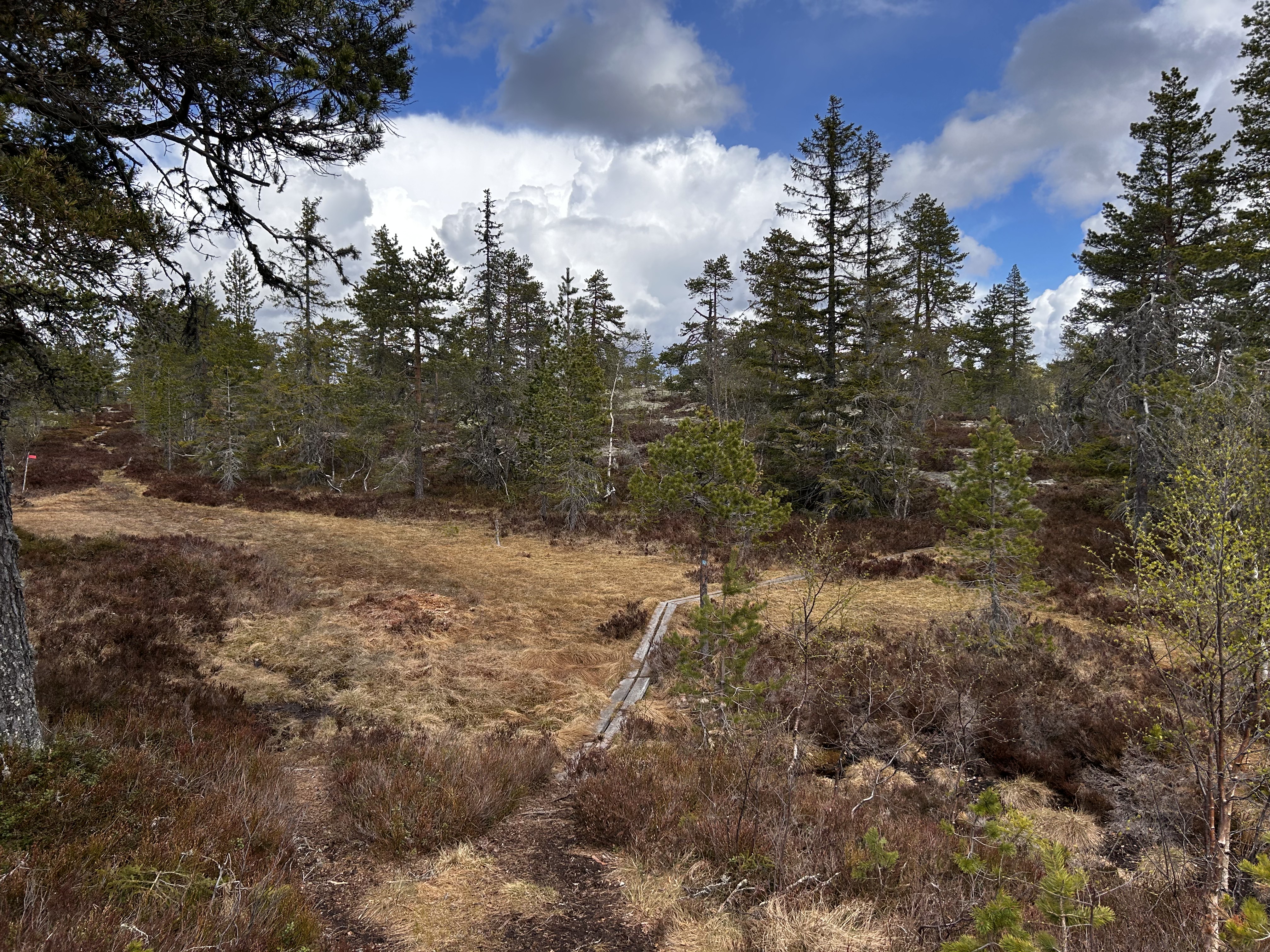 Typisk sti vi gikk på.